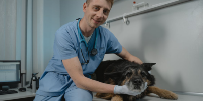 Caring veterinarian with a dog