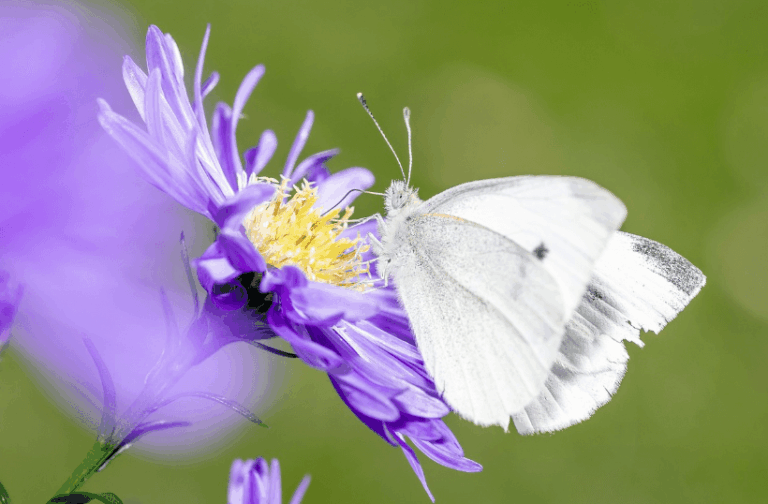 Photo of a butterfly on a purple flower